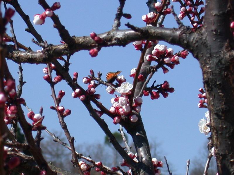 Albero delle farfalle..Nymphalis polychloros